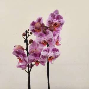 Phalaenopsis - 2 Hastes