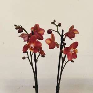 Phalaenopsis - 2 Hastes