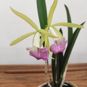 Brassocattleya 'Nok Noi'