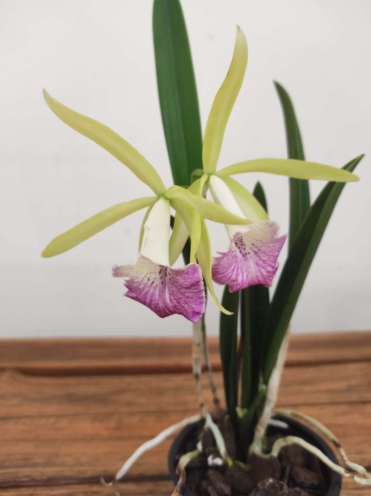 Brassocattleya 'Nok Noi'