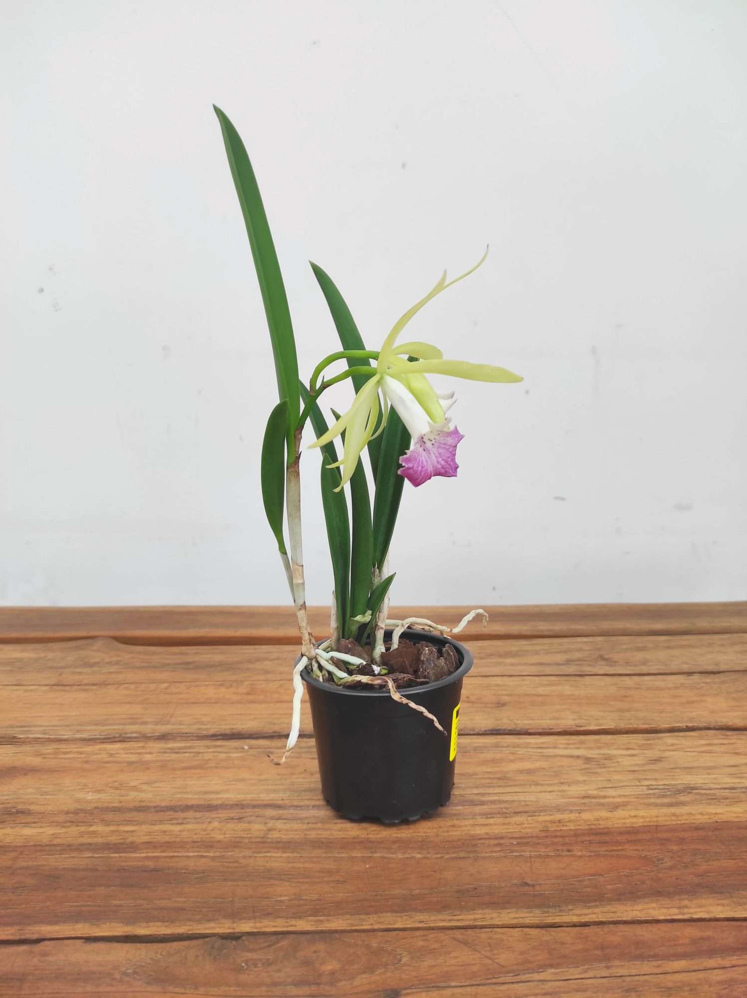 Brassocattleya 'Nok Noi' - Image 2