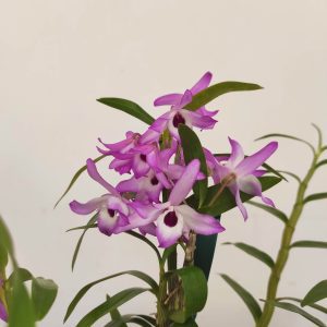 Dendrobium Cassiope