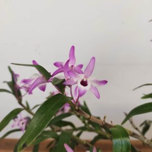 Dendrobium Cassiope