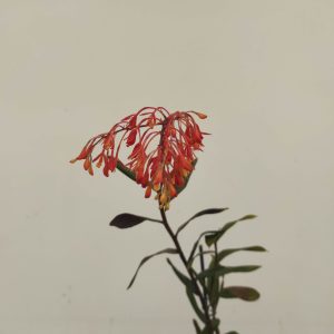 Epidendrum Spathatum ( Syn. Embreei)