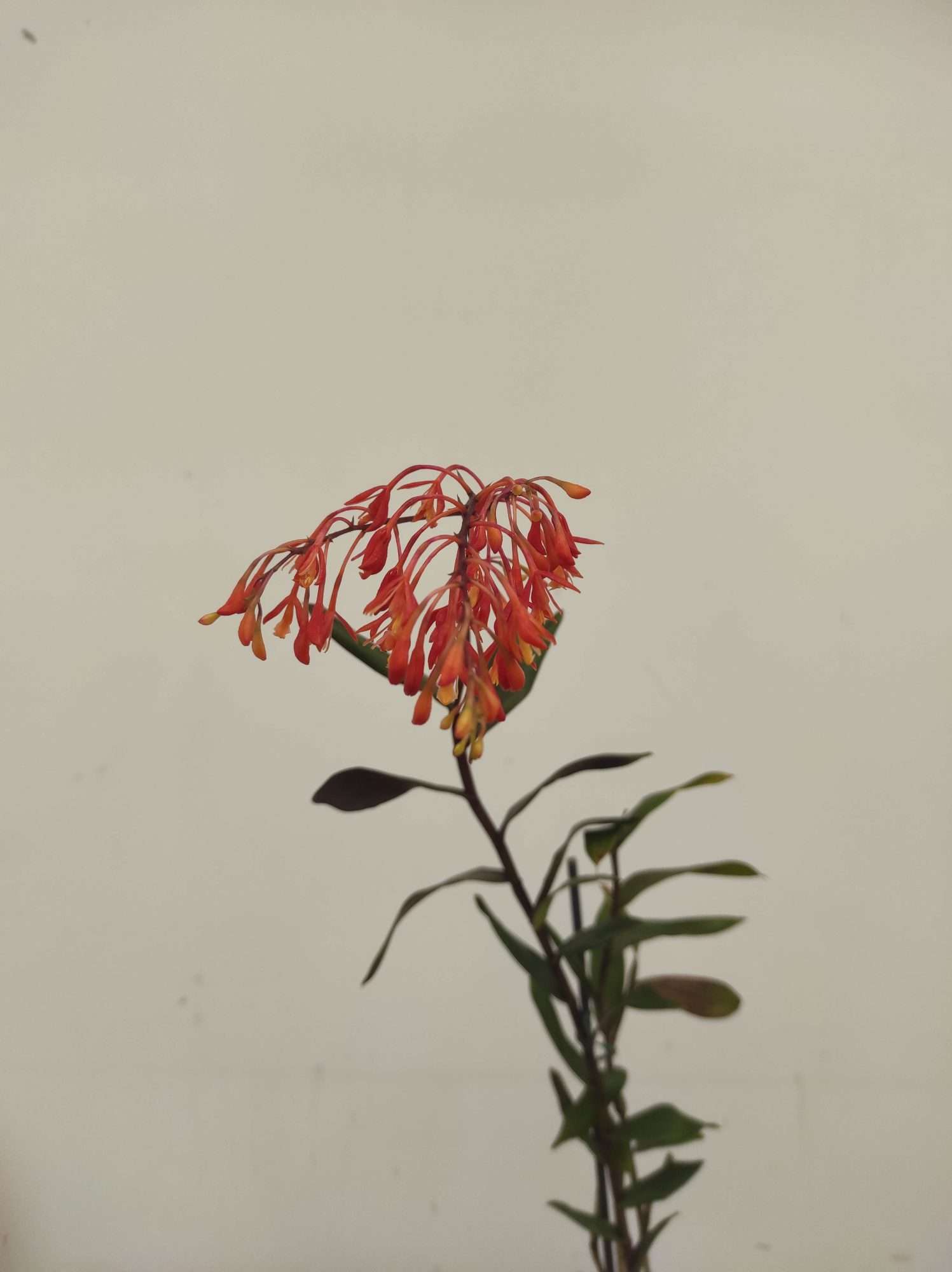 Epidendrum Spathatum ( Syn. Embreei)