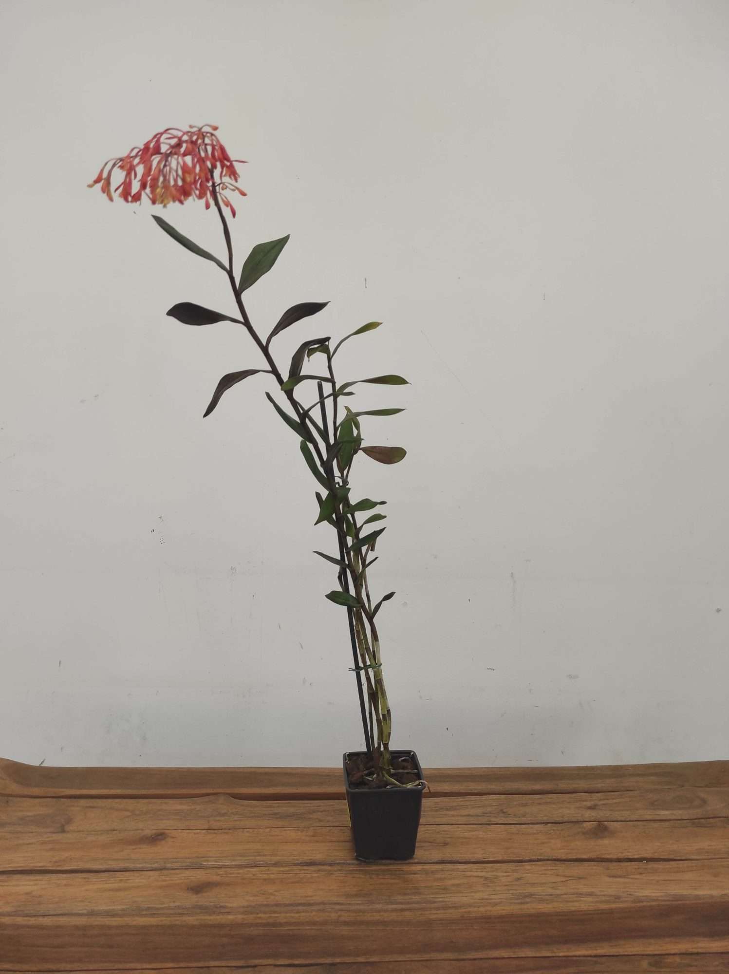 Epidendrum Spathatum ( Syn. Embreei) - Image 2