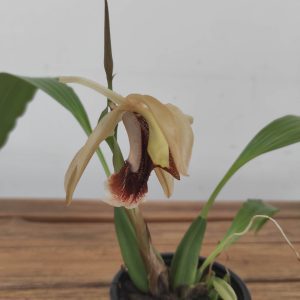 Coelogyne Speciosa