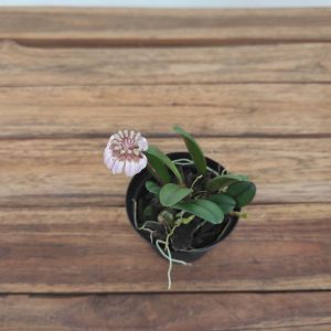 Bulbophyllum Sikkimensis