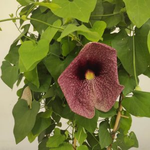 Aristolochia Macrophylla V.21