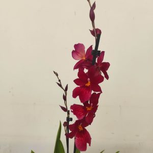 Cambria V.12