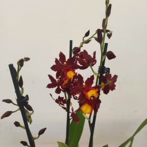 Cambria V.12