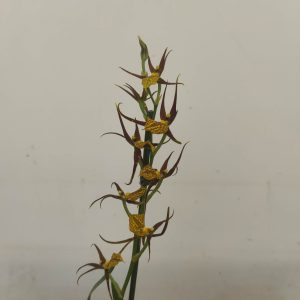 Brassia Summer Dream V.12