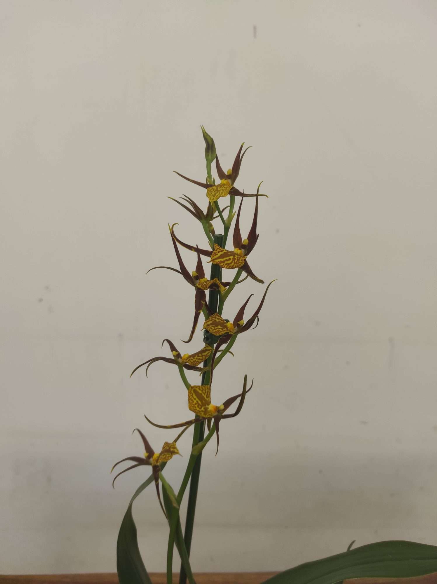 Brassia Summer Dream V.12