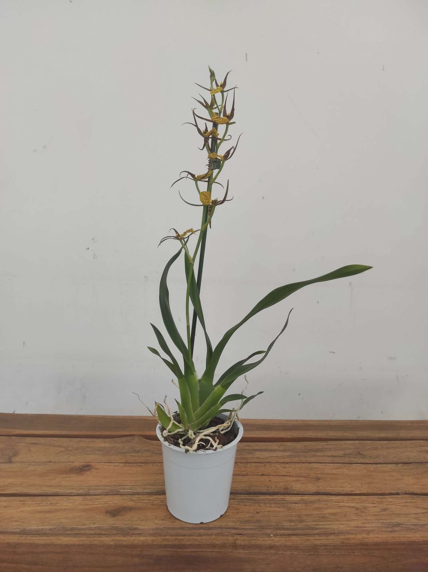 Brassia Summer Dream V.12 - Image 2
