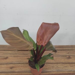 Philodendron Sunlight V.12