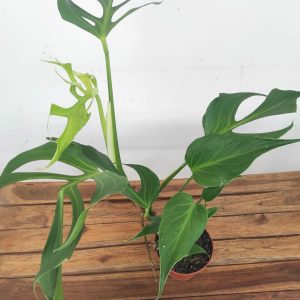 Monstera 'Burle Marx Flame' V.15