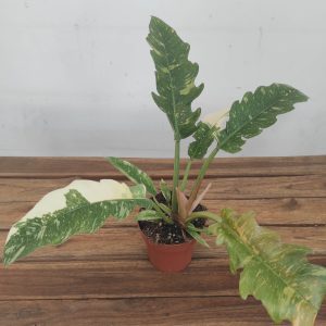 Philodendron Ring of Fire V.12