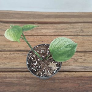 Scindapsus White Monster V.9