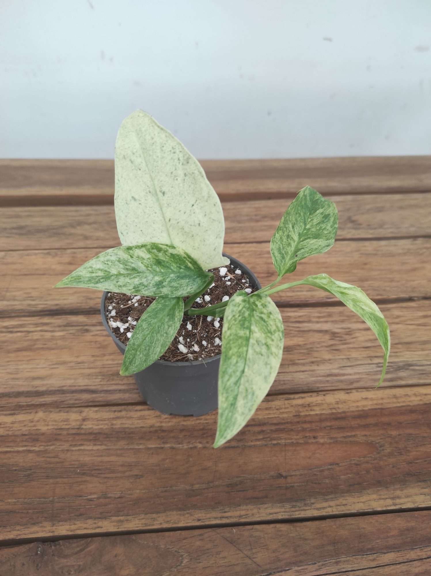 Monstera Green Laniata Mint Variegata V.9