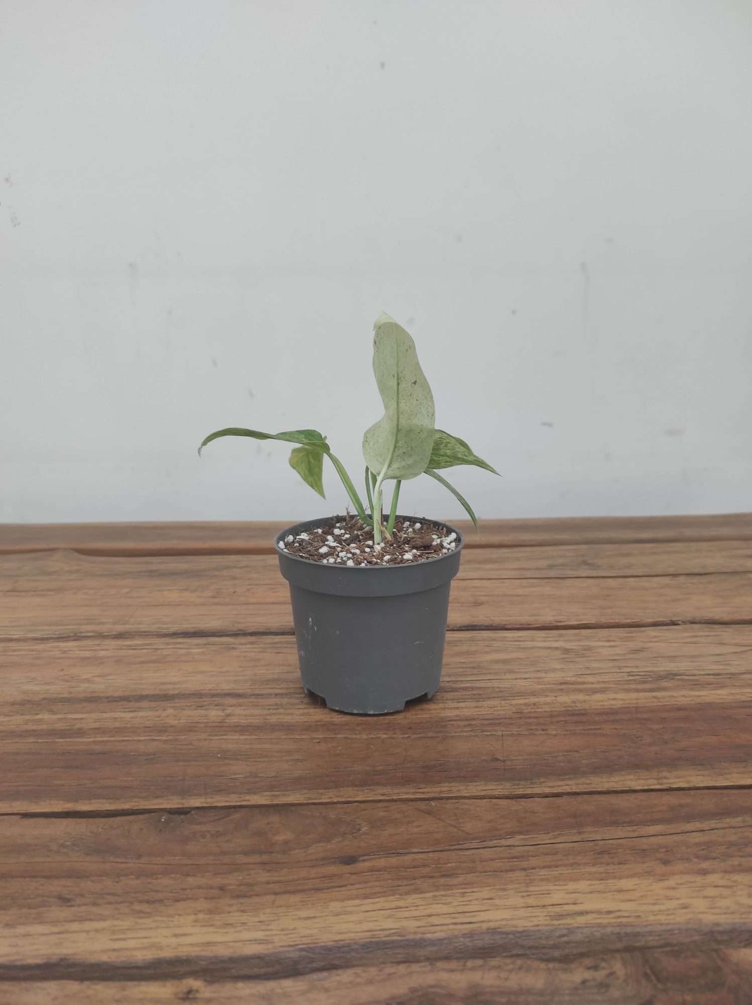 Monstera Green Laniata Mint Variegata V.9 - Image 2