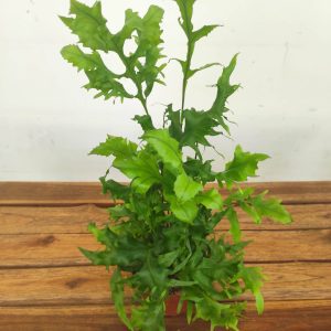 Phymatosorus Hawaiian Sunshine V.12