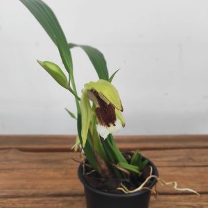Coelogyne Speciosa