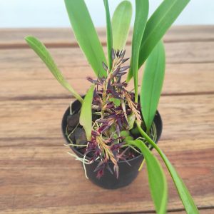 Bulbophyllum Saltatorium