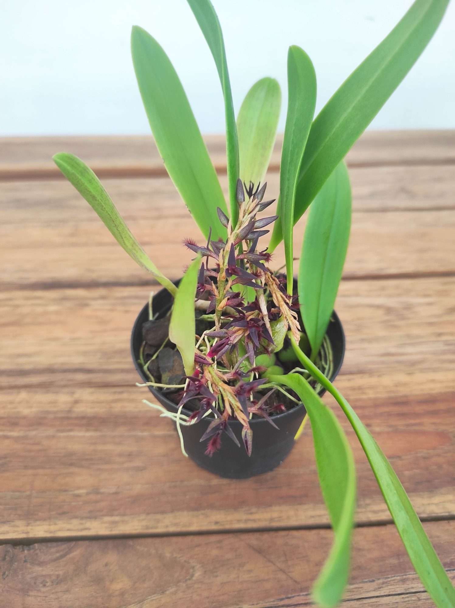Bulbophyllum Saltatorium