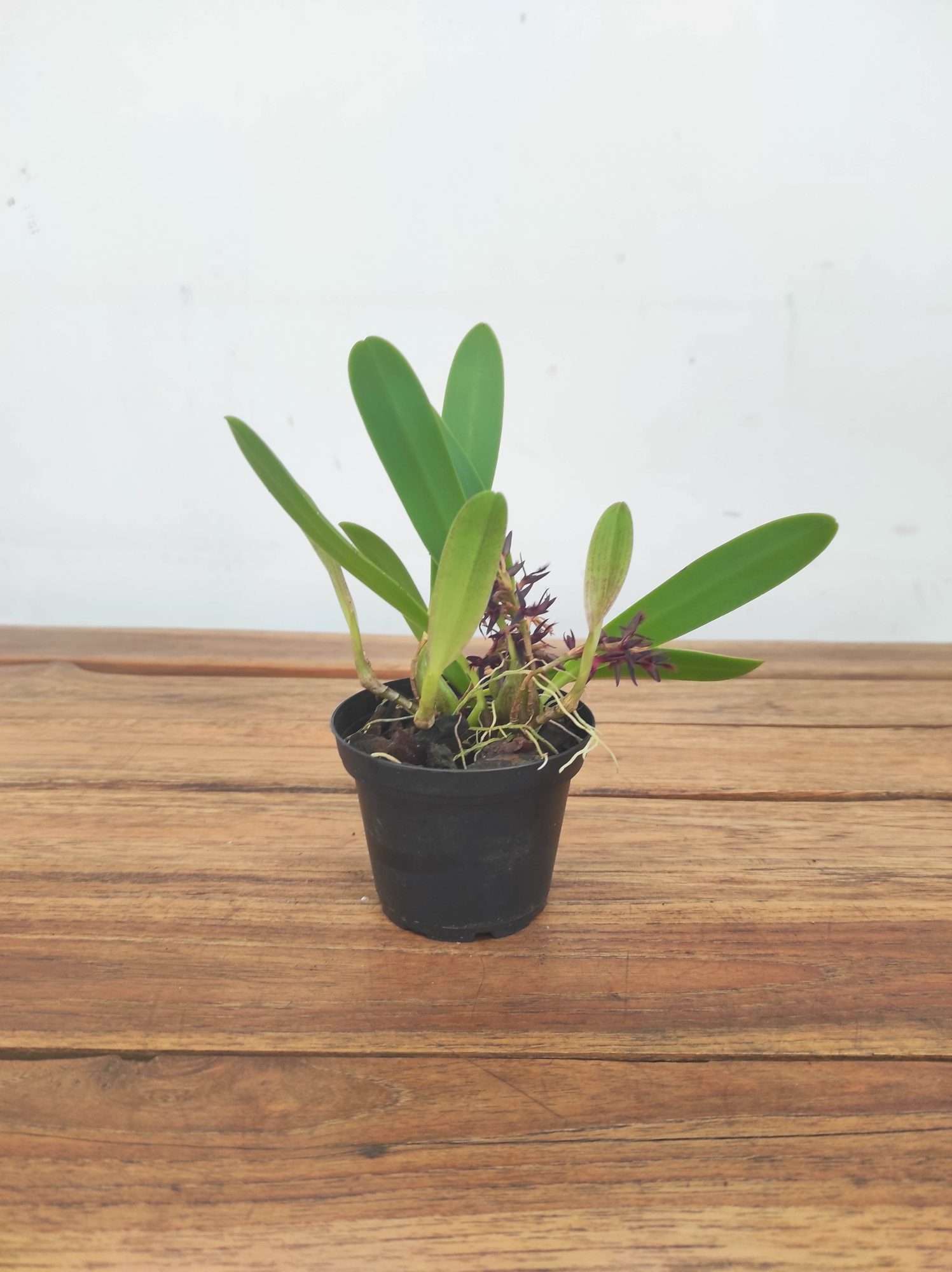 Bulbophyllum Saltatorium - Image 2