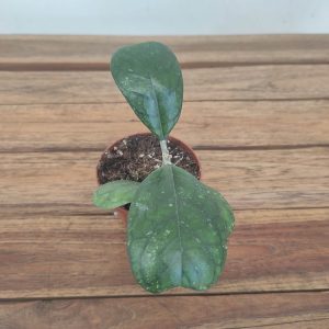 Hoya Deykeae V.8