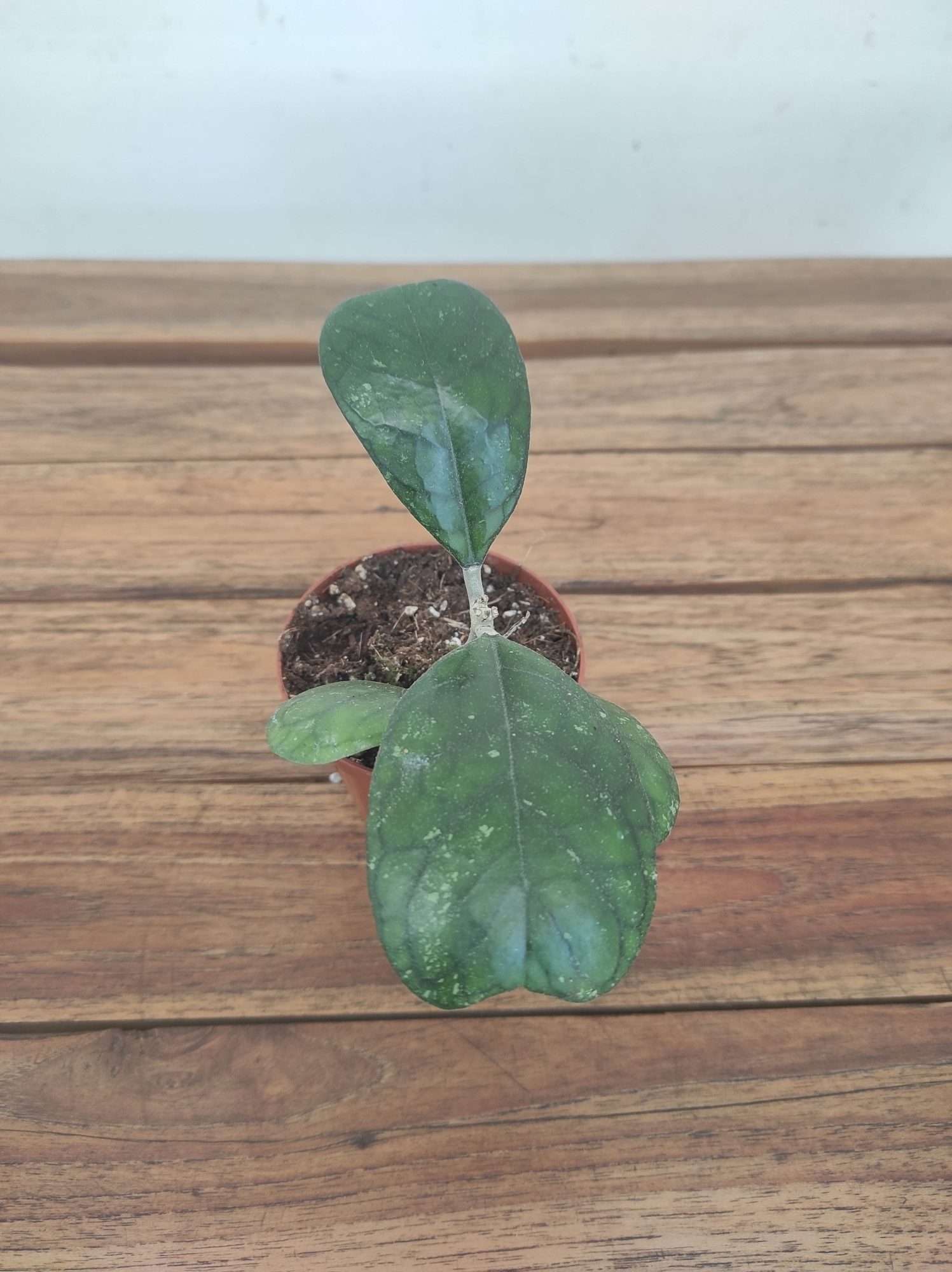 Hoya Deykeae V.8