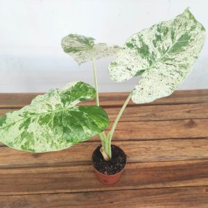 Alocasia Variegata V.9