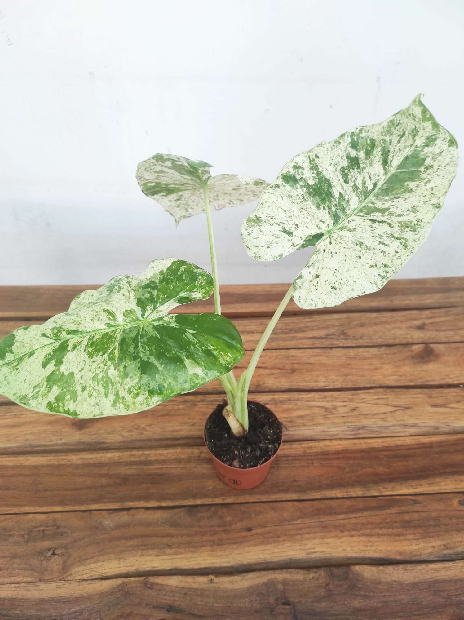 Alocasia Variegata V.9