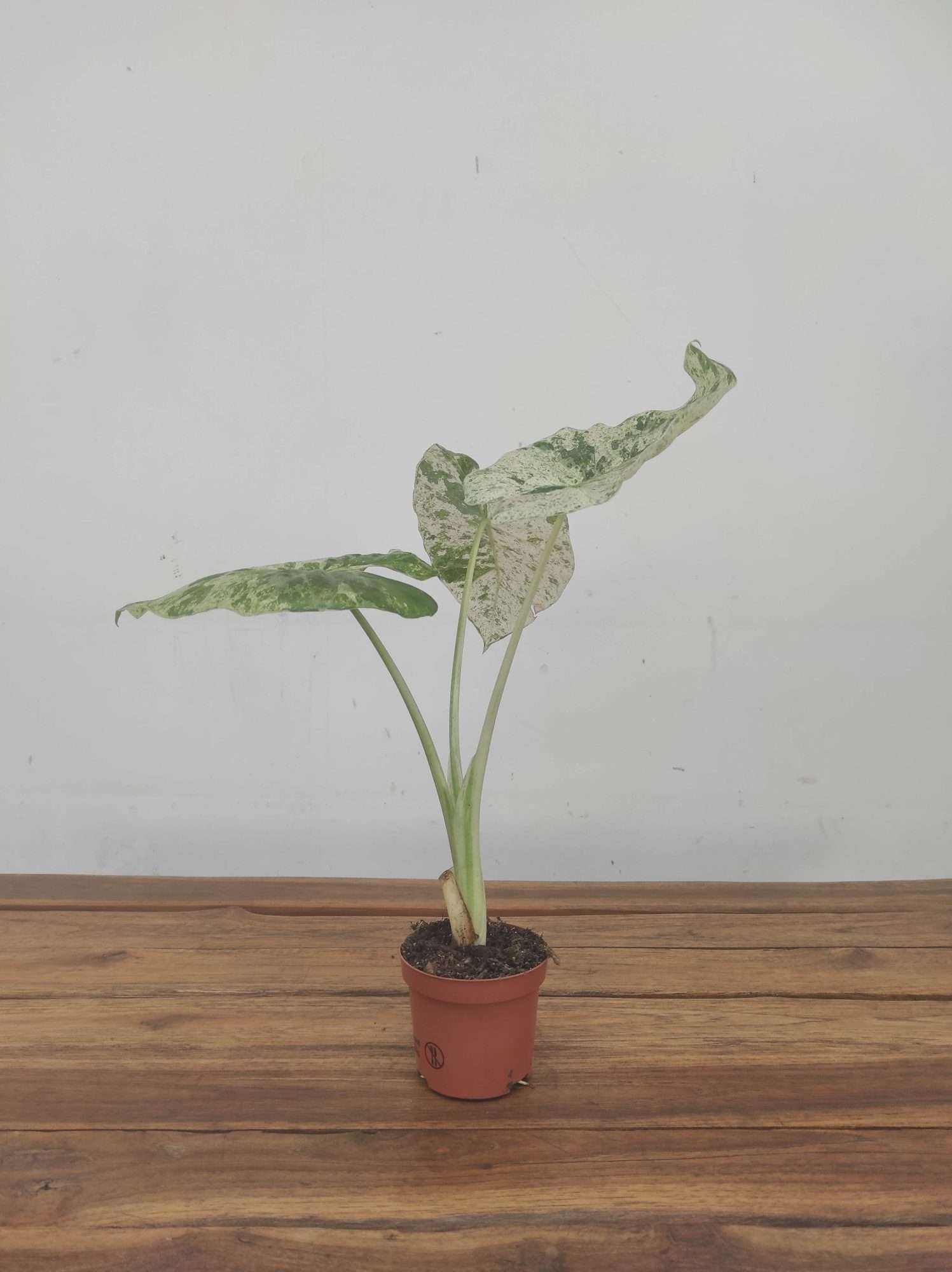 Alocasia Variegata V.9 - Image 2
