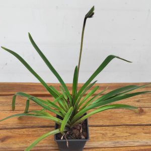 Paphiopedilum 'Gratrixianum' - Sem Flor