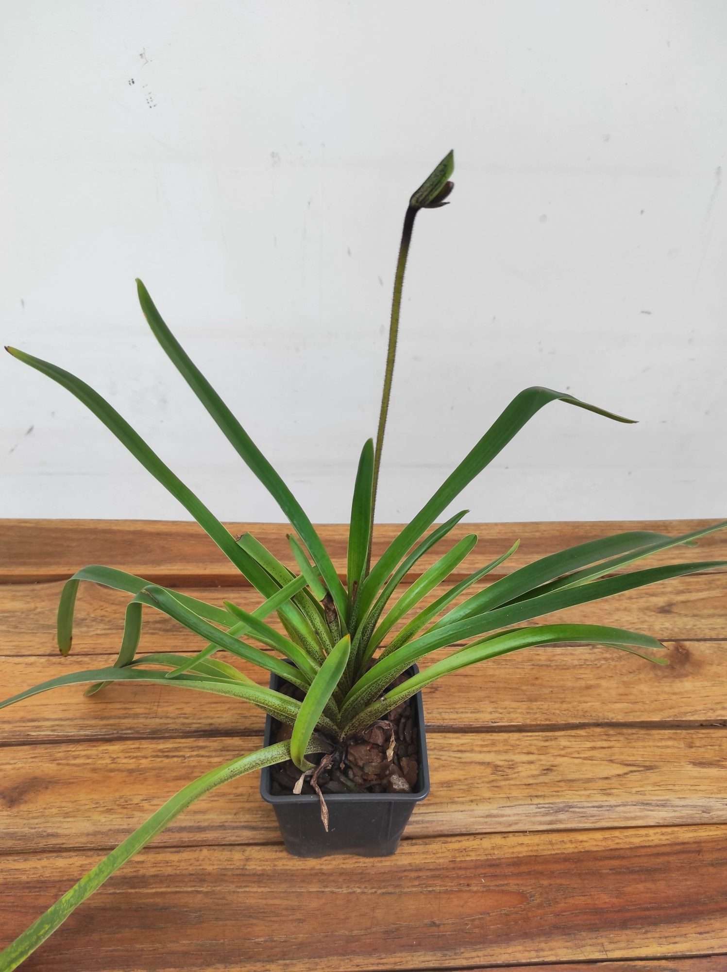 Paphiopedilum 'Gratrixianum' - Sem Flor