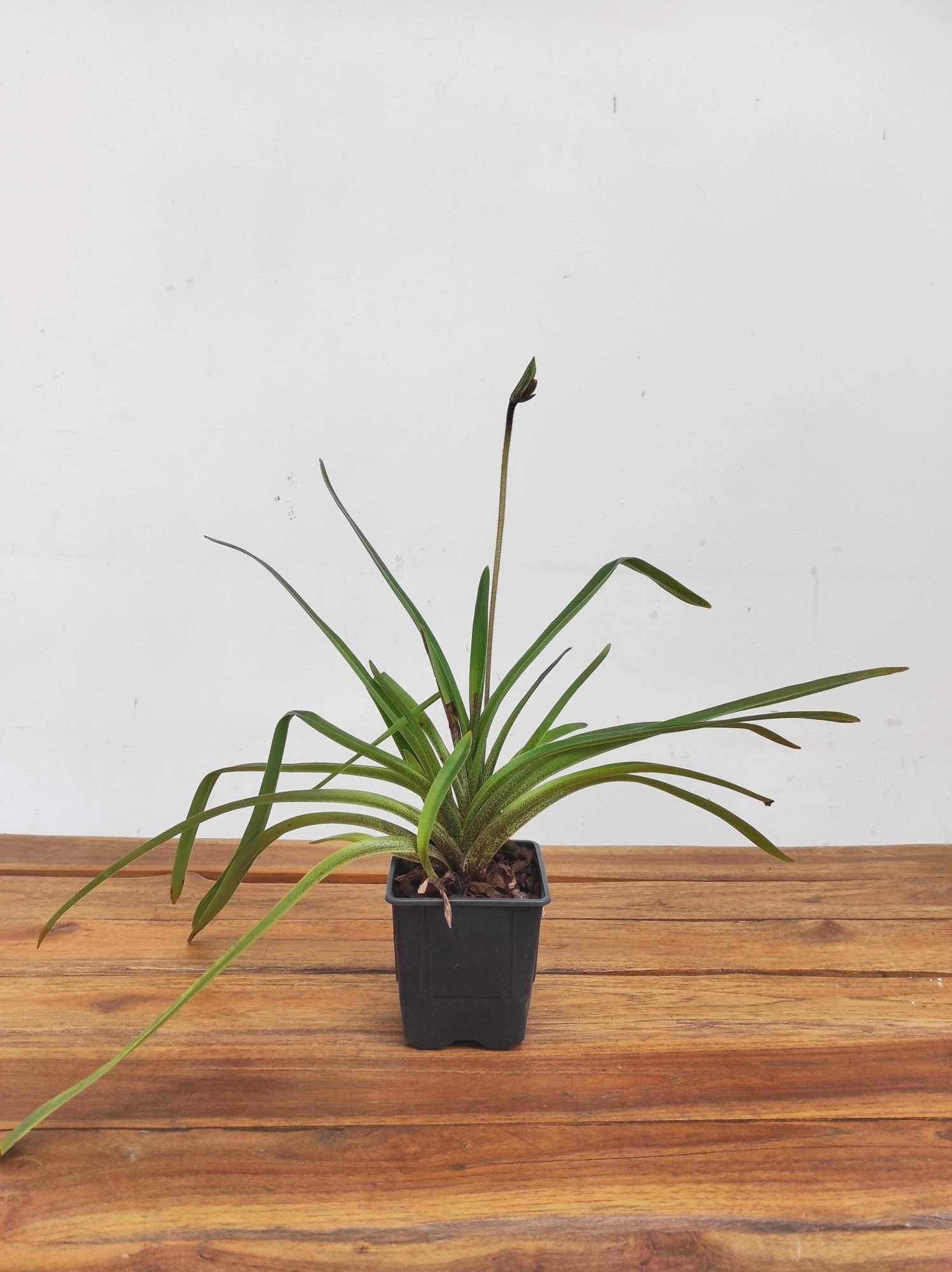 Paphiopedilum 'Gratrixianum' - Sem Flor - Image 2