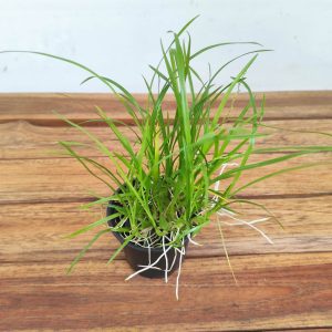 Gomesa Radicans-  Sem Flor