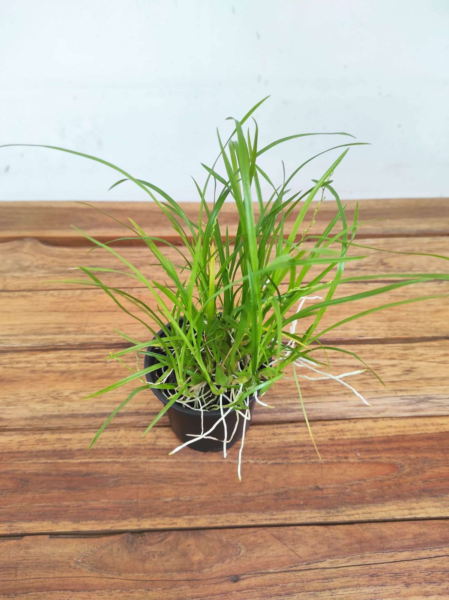 Gomesa Radicans- Sem Flor