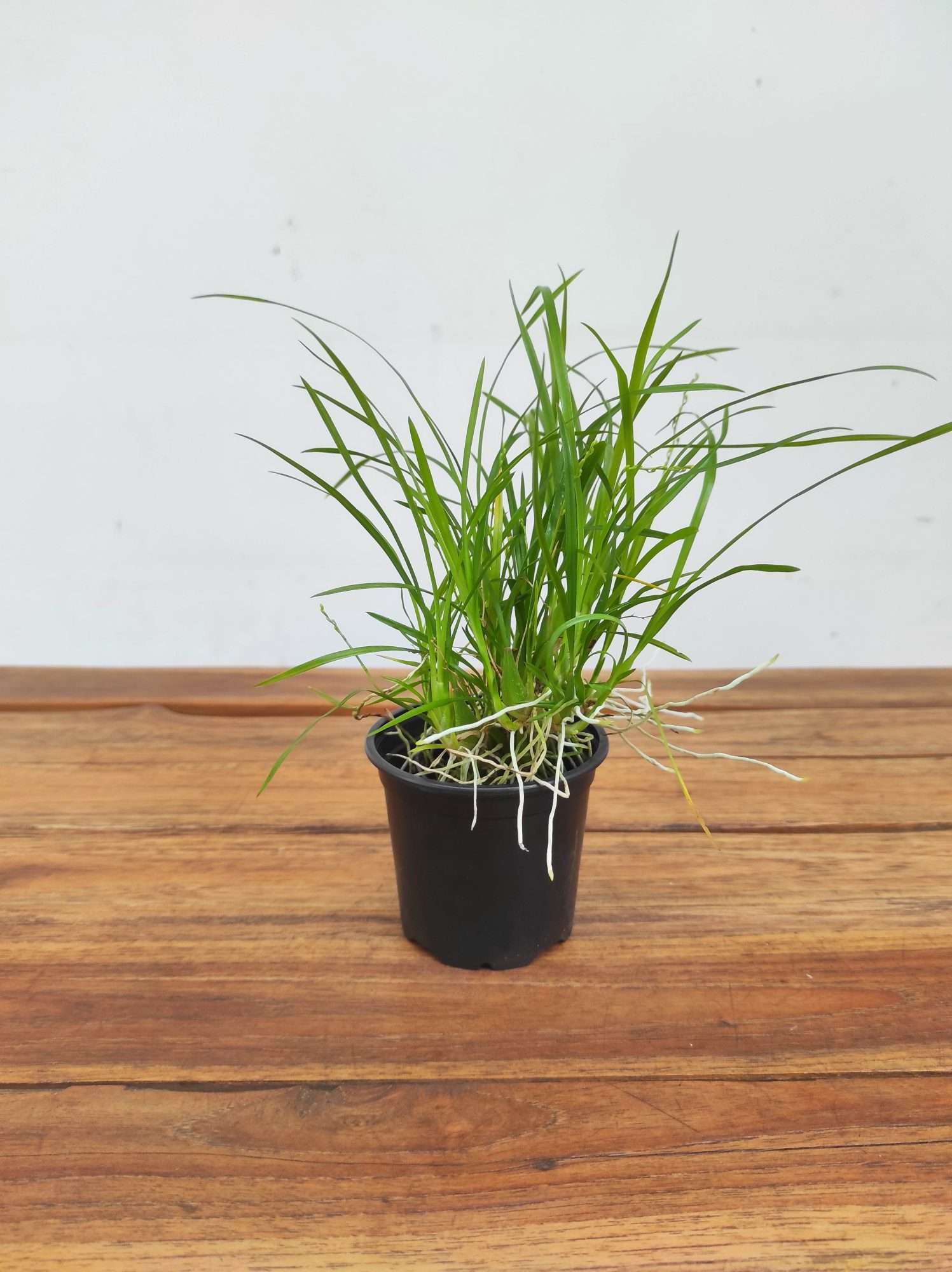 Gomesa Radicans- Sem Flor - Image 2
