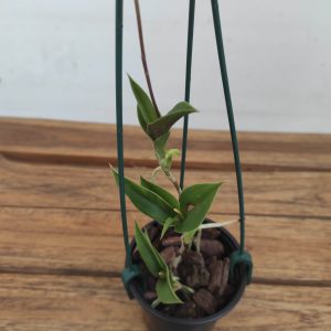 Trichocerus Antennifer -  Sem Flor