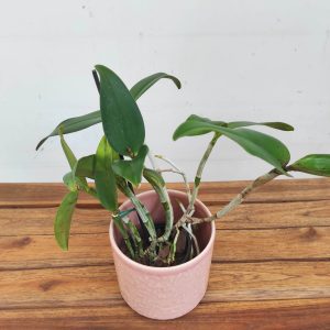 Cattleya Green Emerald 'Orchid Queen' -  Sem Flor