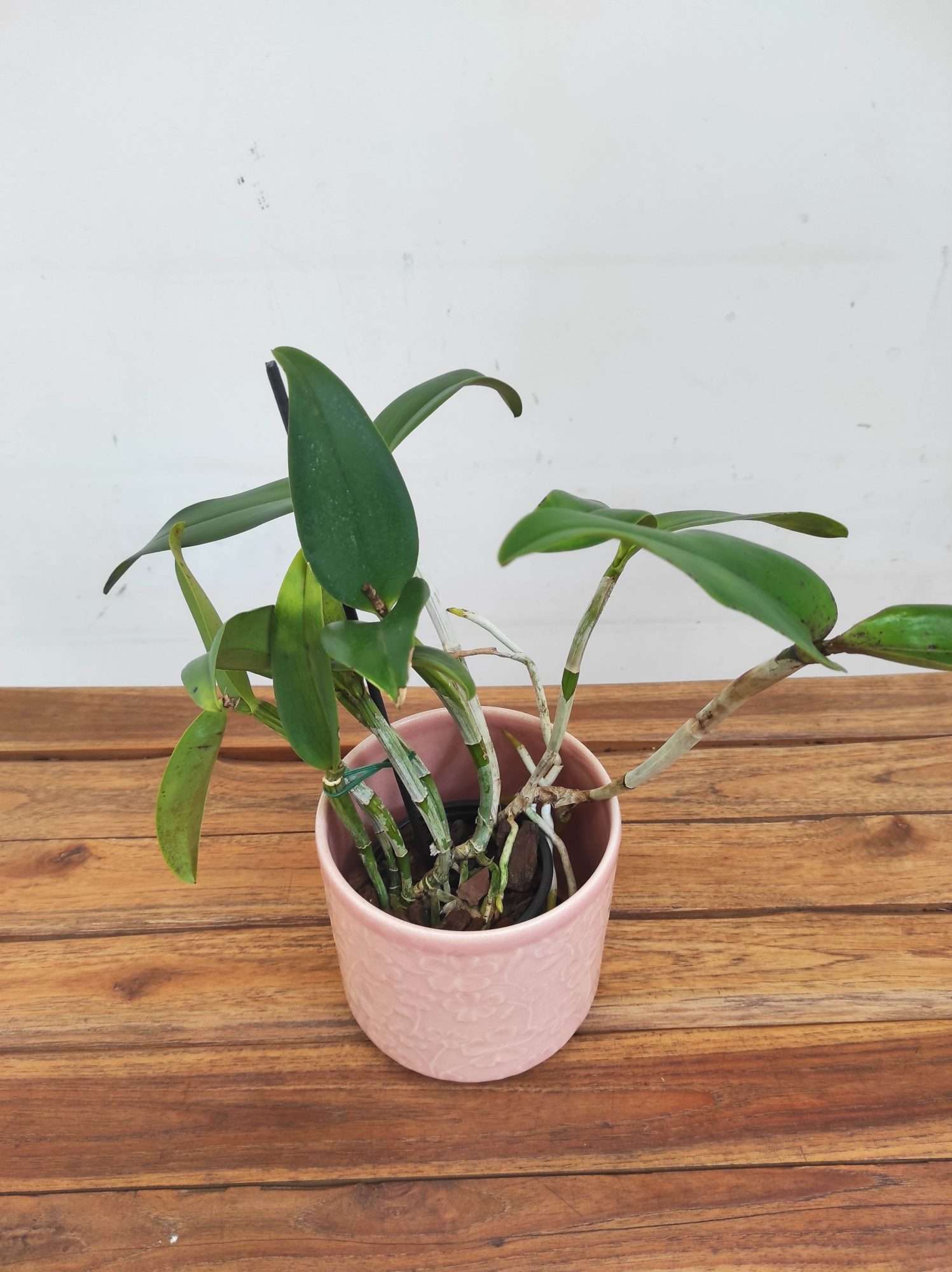 Cattleya Green Emerald 'Orchid Queen' - Sem Flor