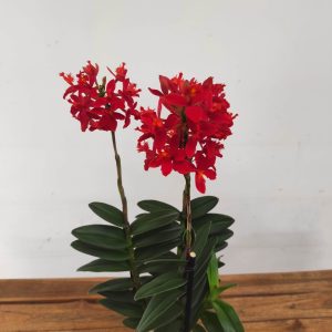 Epidendrum V.12