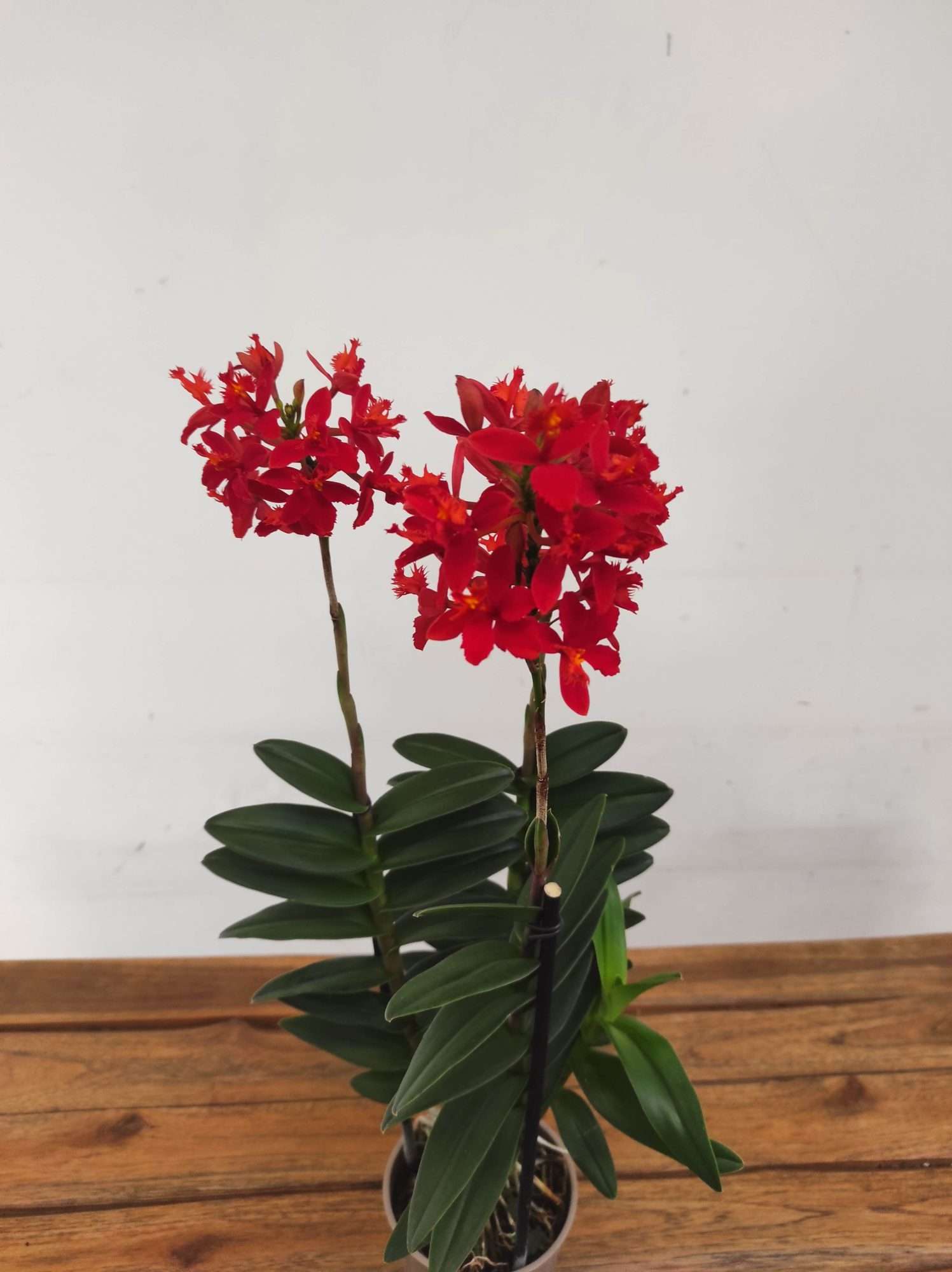 Epidendrum V.12