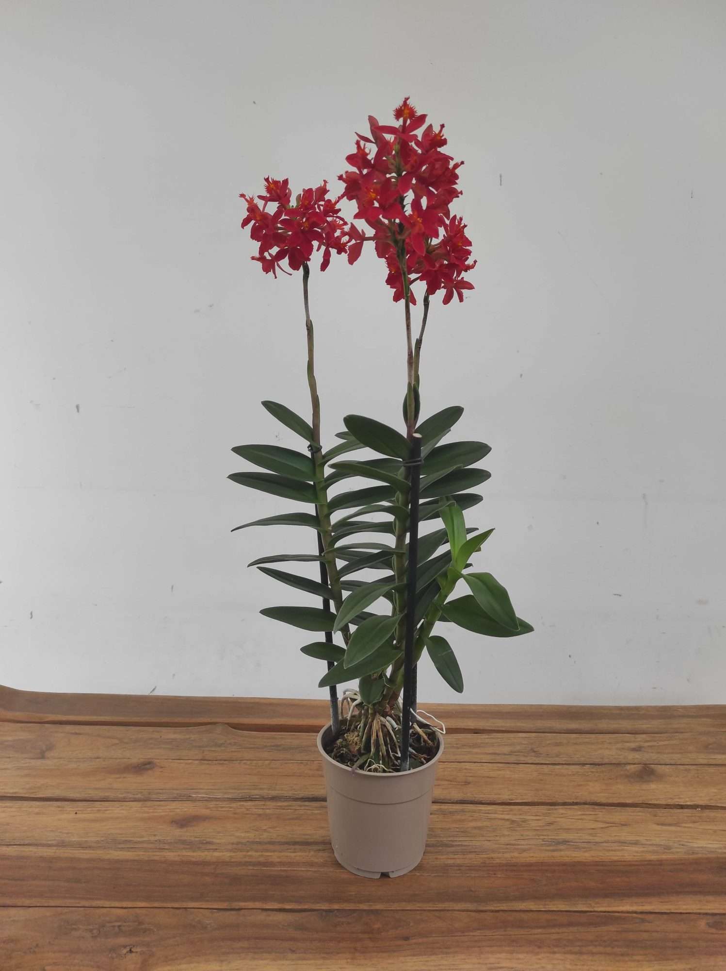 Epidendrum V.12 - Image 2