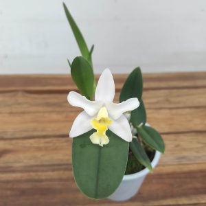 Cattleya V.12