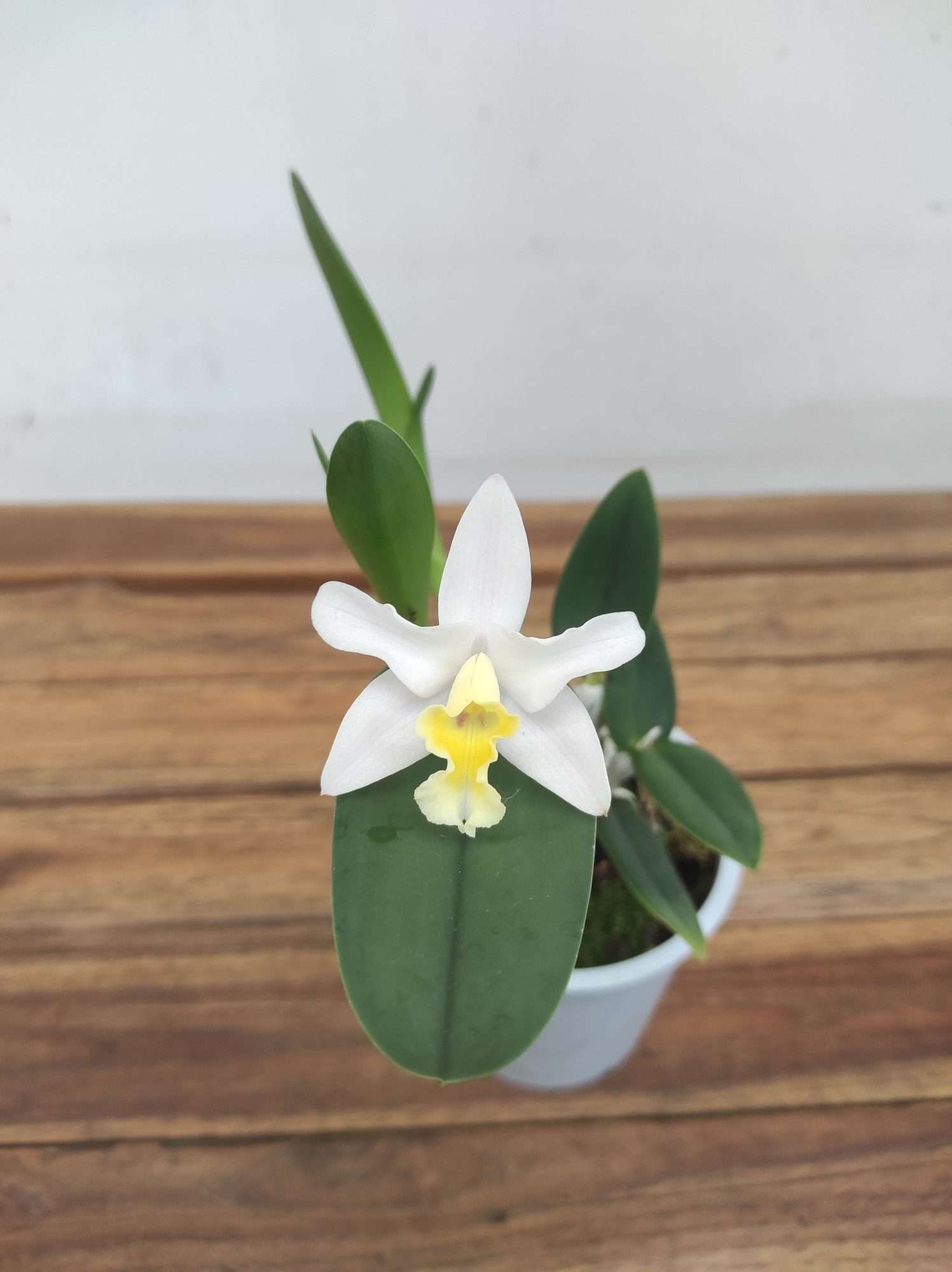 Cattleya V.12