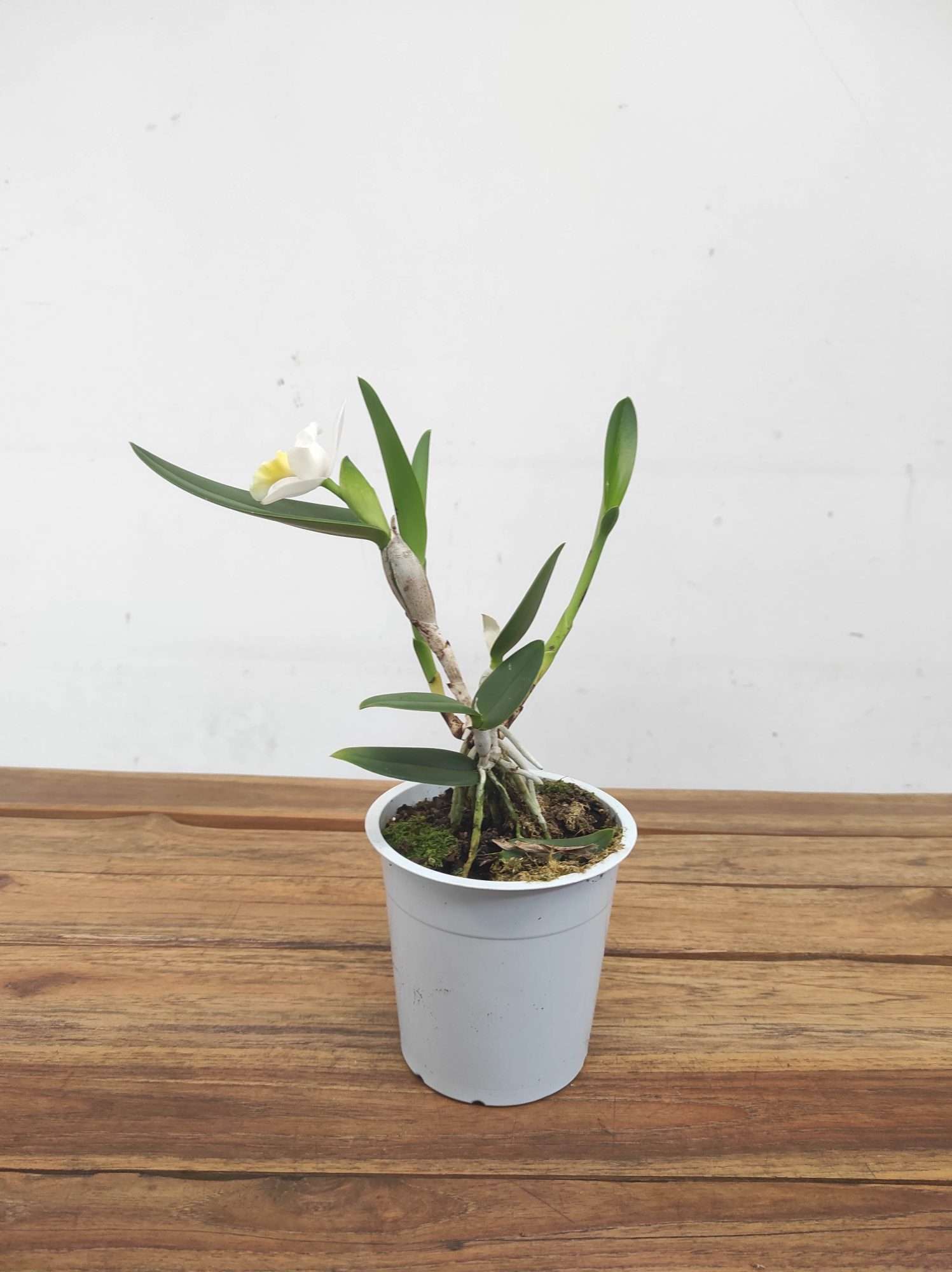 Cattleya V.12 - Image 2