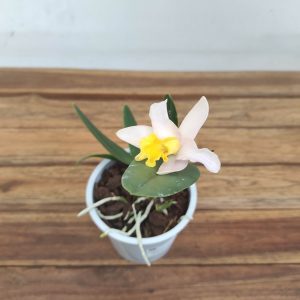 Cattleya V.12